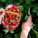 De ce merită să plantați arbuști fructiferi în grădina?